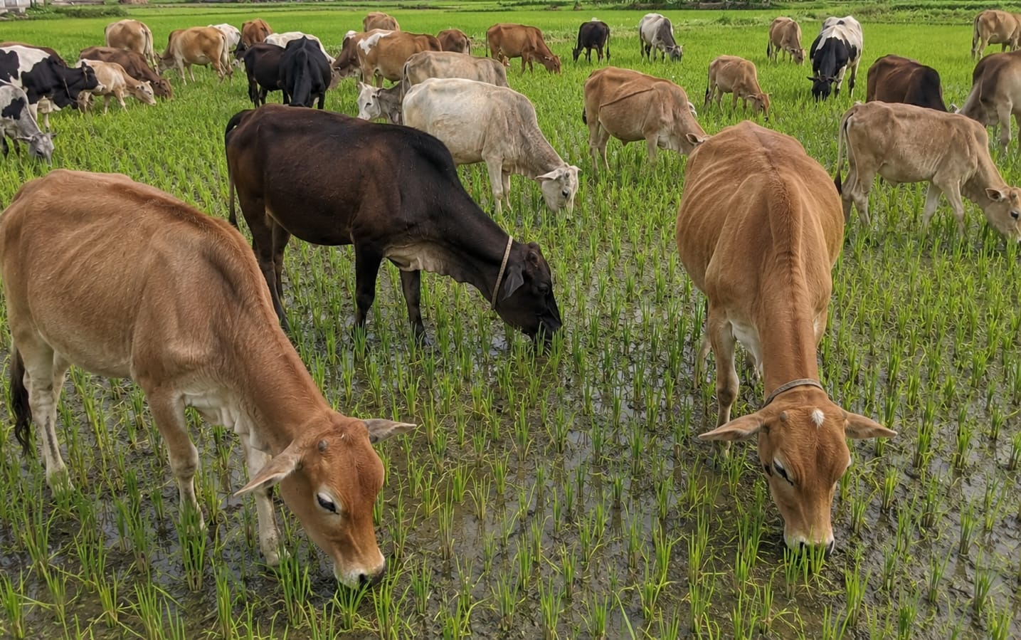 धानबाली जोगायीलाग खेत्वाम रात कटैती कञ्चनपुरके किसान